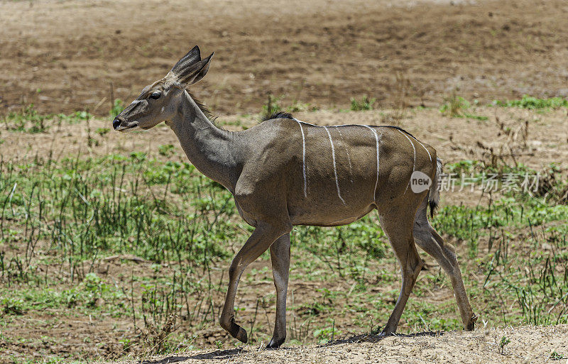 大羚羊(Tragelaphus strepsiceros)是一种林地羚羊，分布在非洲东部和南部。肯尼亚桑布鲁国家保护区。女性。